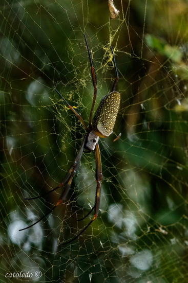 Golden Silk Orbweaver