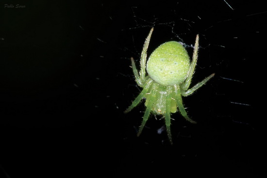 Orb weaver