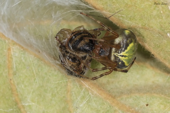Orb weaver