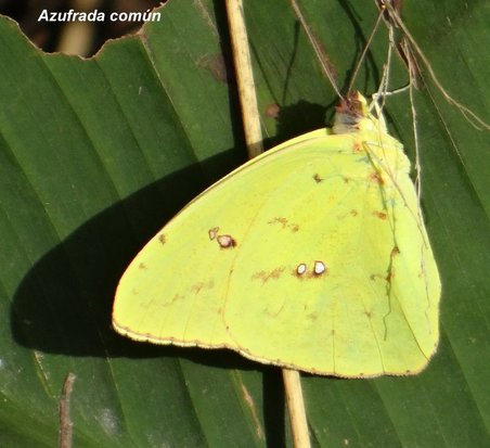 Azufrada común 