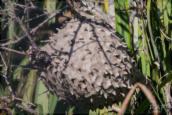 Camuatí