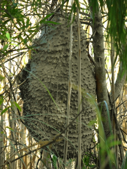 Camuati Wasp