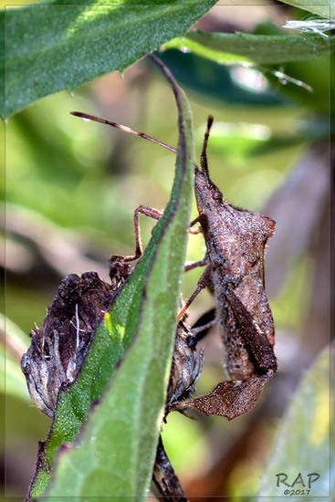 Leaf-footed bug