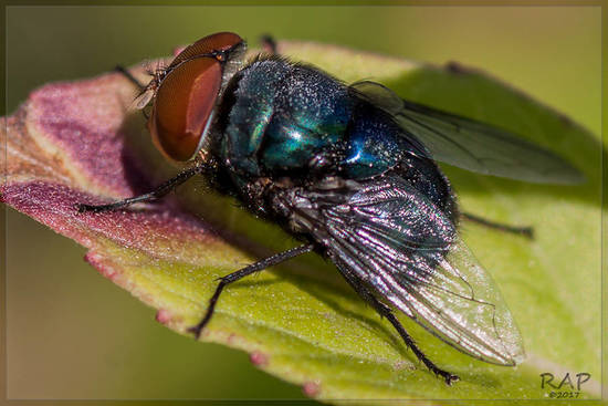 Blow fly