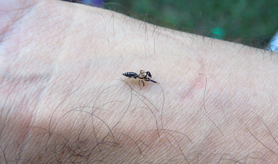 Jumping spider