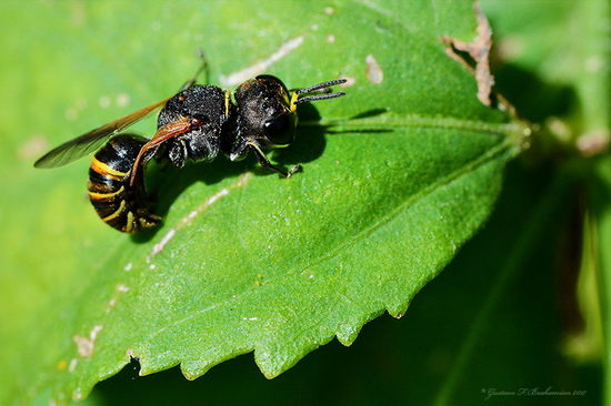 Apoid wasp