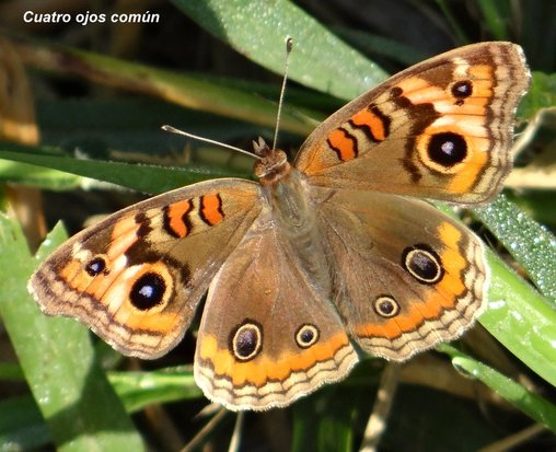 Cuatro ojos común 