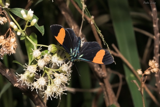 Polilla tigre