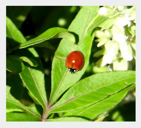 Lady beetle