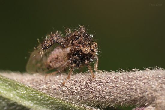 Treehopper