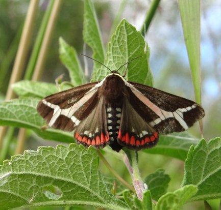 Polilla tigre