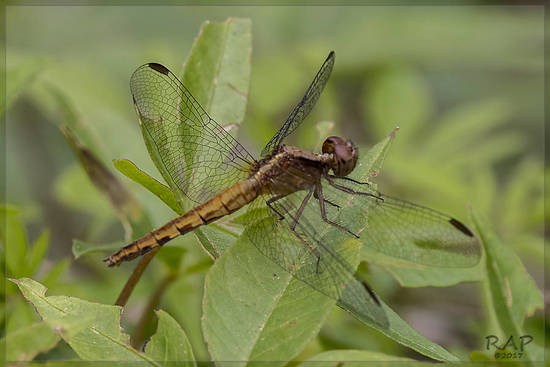 Dragonfly/Skimmers