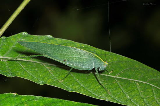 Katydid