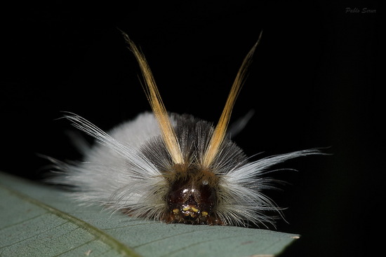 Oruga de penachos