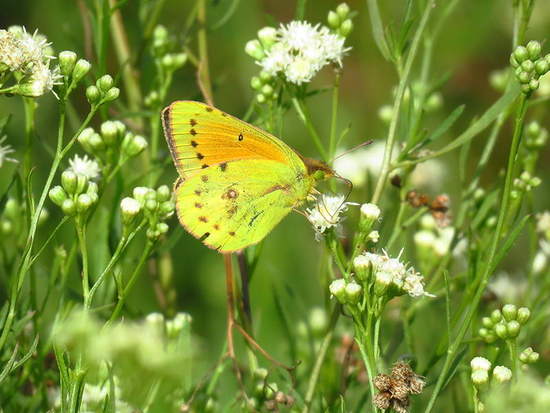 Isoca de la alfalfa 