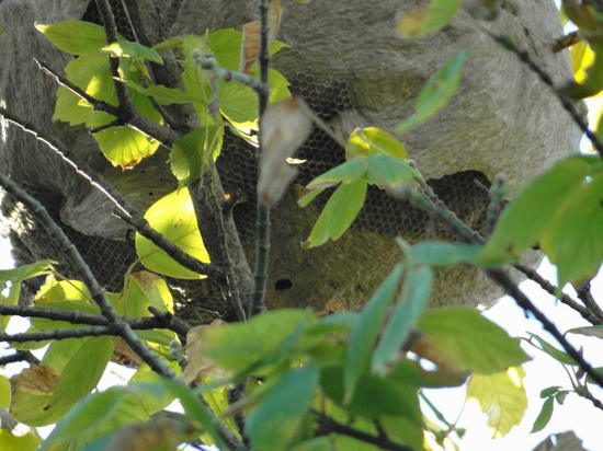 Brachygastra lecheguana