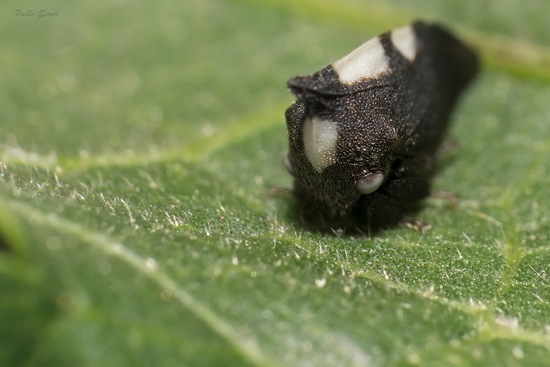 Treehopper
