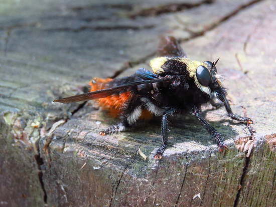 Robber fly