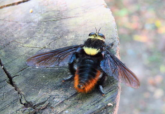Robber fly