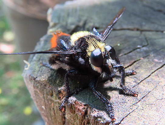 Robber fly