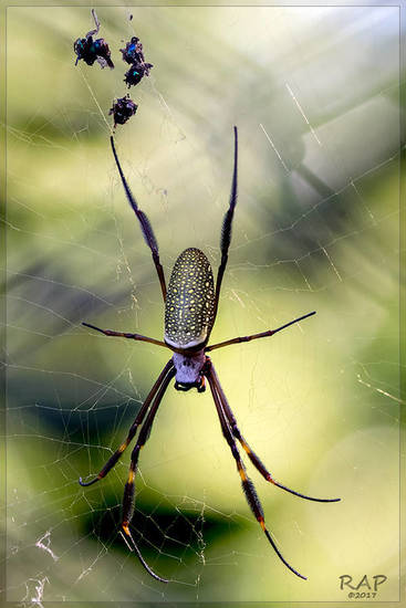 Golden Silk Orbweaver