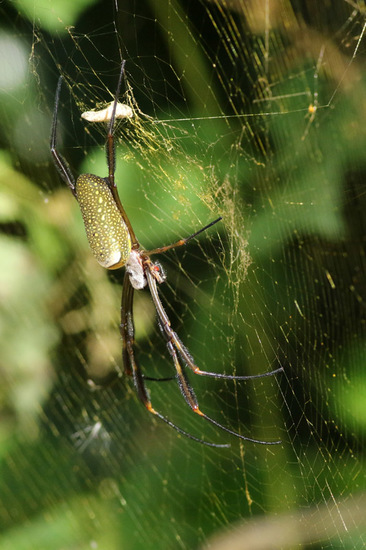 Araña de seda de oro