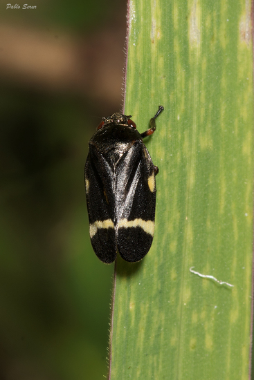 Froghopper