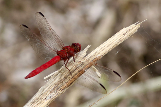 Dragonfly/Skimmers