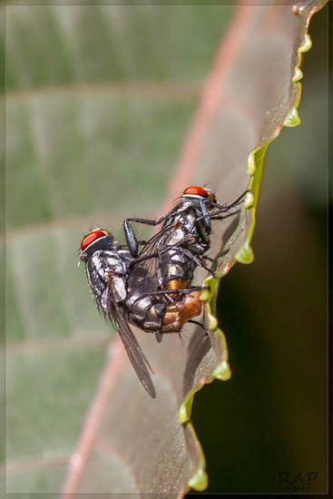 Flesh fly