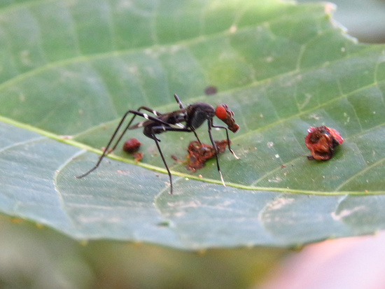 Stilt-legged fly