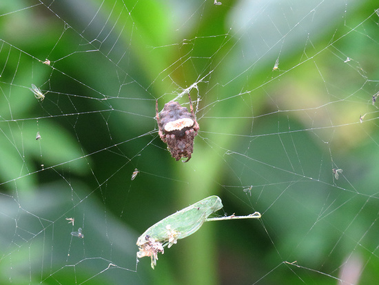Orb weaver