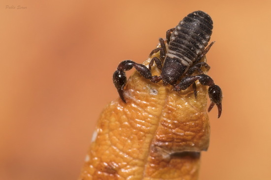 False scorpion