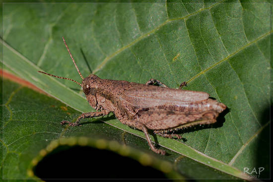 Spur-throated grasshopper