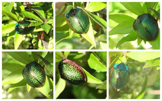 Tortoise beetle