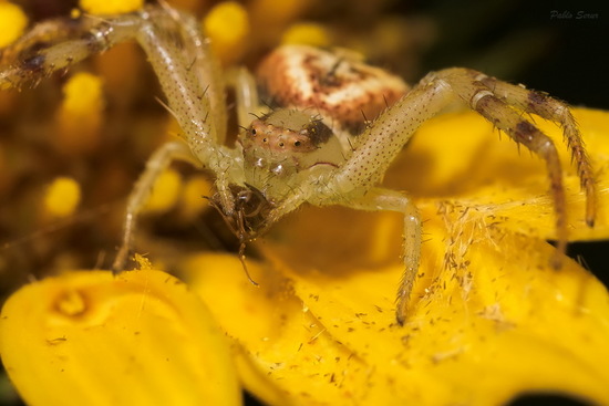 Crab spider