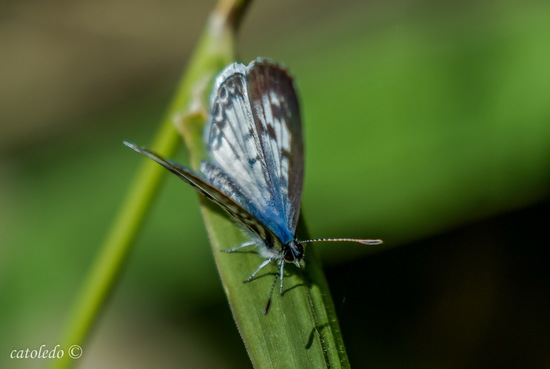Yuyera