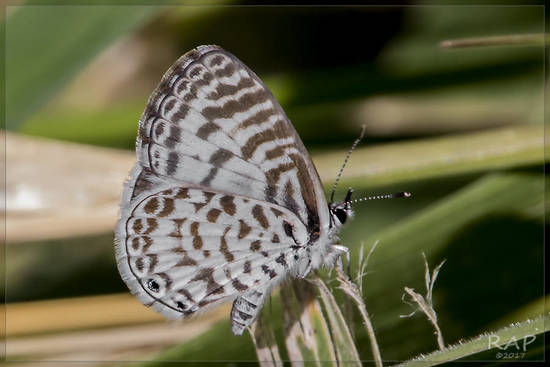 Yuyera