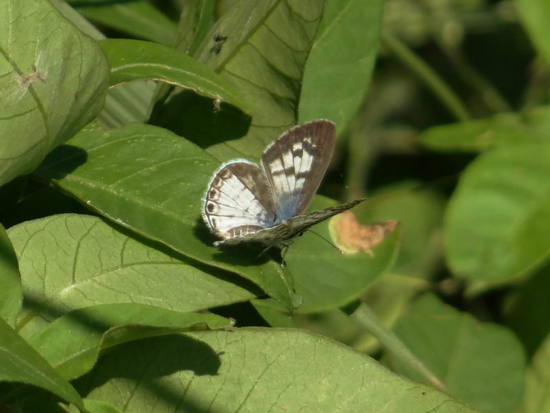 Yuyera