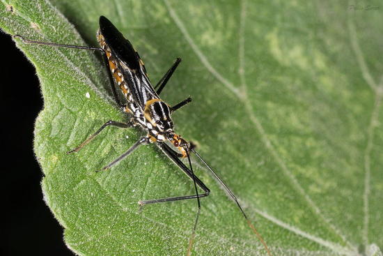 Assassin bug