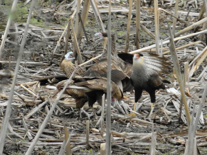 Feeding order - Southern caracaras