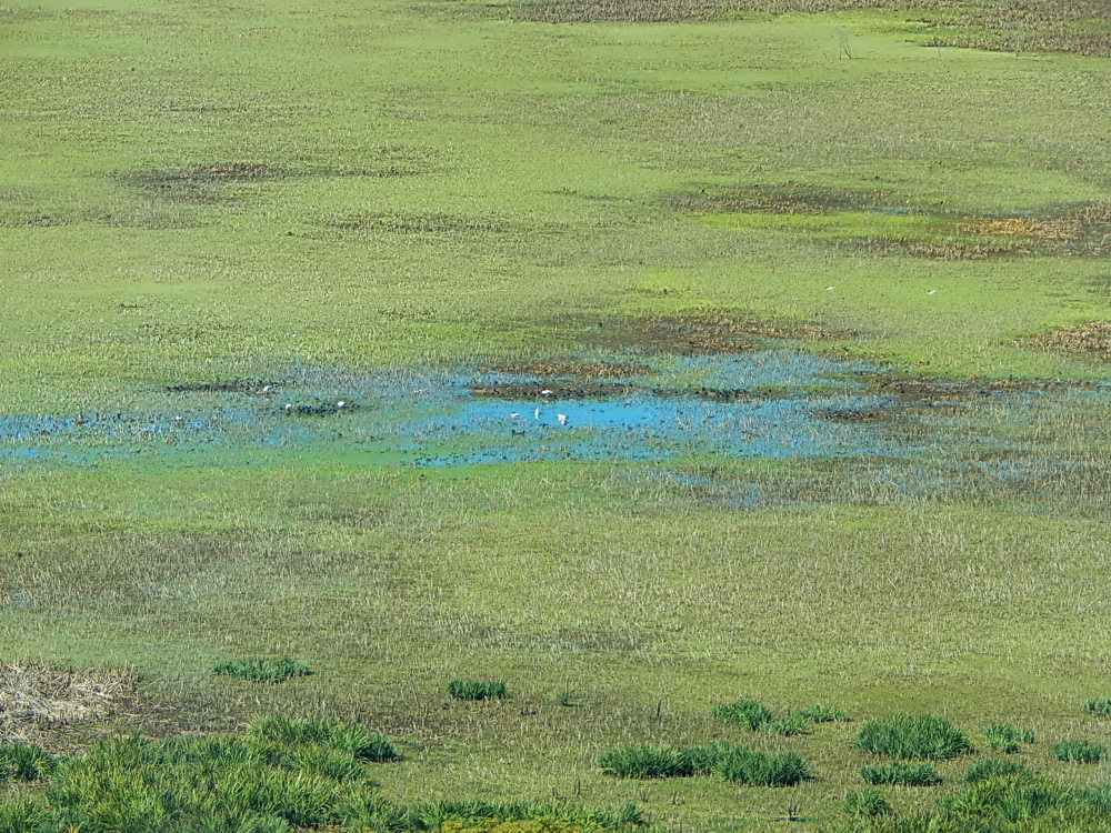 Gaviotas/Gull Pond