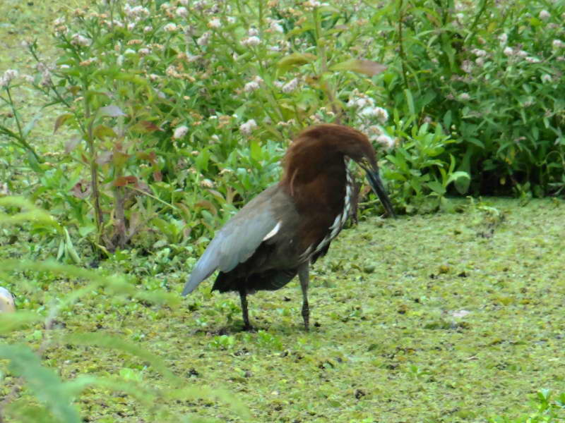 Displays of Rufescent Tiger-Heron 