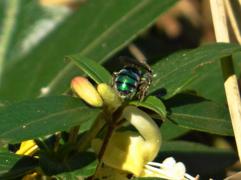 Reserva Ecológica Costanera Sur