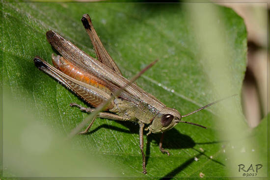 Slant-faced grasshopper