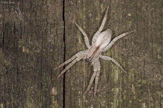 Ghost spider