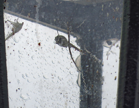 Silver argiope