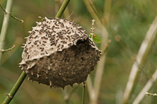 Camuati Wasp