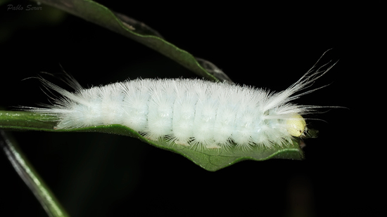Polilla tigre