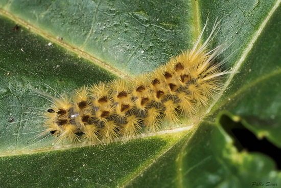 Polilla tigre