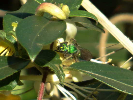 Sweat Bee